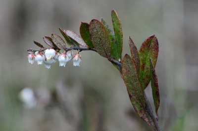 Chamaedaphne-calyculata.jpg