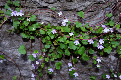 Cymbalaria-muralis.jpg