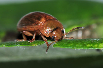 Gonioctena-quinquepunctata.jpg