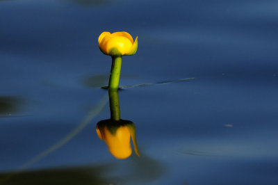 Nuphar-lutea.jpg