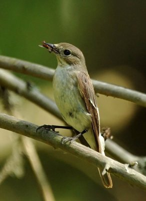 Ficedula-hypoleuca.jpg