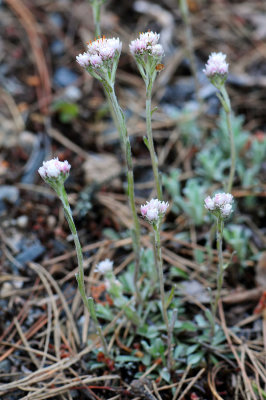 Antennaria-dioica.jpg