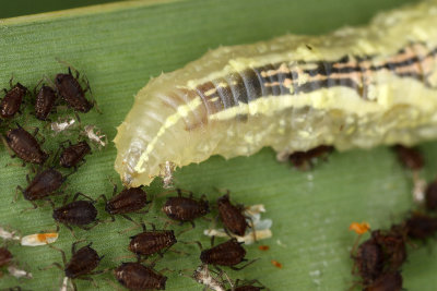 Syrphidae_larva.jpg