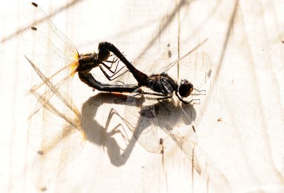 Sympetrum-danae.jpg