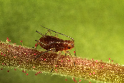 Macrosiphum-rubiarctici_nymph.jpg