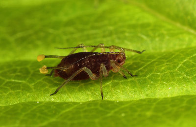 Macrosiphum-rubiarctici.jpg