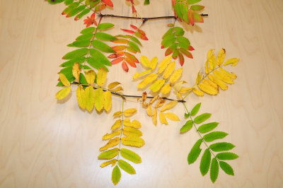 Sorbus-aucuparia-colours.jpg