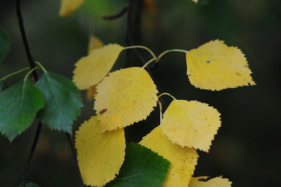 Betula-pubescens_autumn.jpg