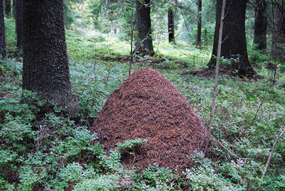 Ant-mound.jpg