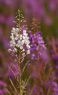 Chamerion-angustifolium.jpg