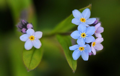 Myosotis-sylvatica.jpg