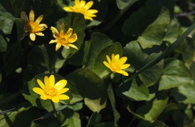 Ranunculus-ficaria.jpg