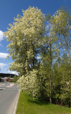 Prunus padus.jpg