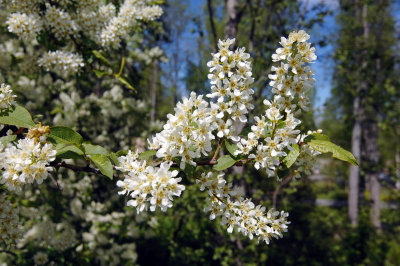 Prunus padus-flowers.jpg