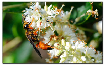 _BLC4236w.jpg