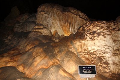 Whales mouth
