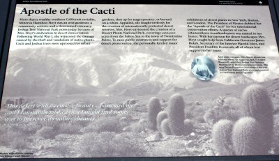 Apostle of the Cacti