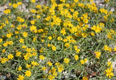 Flowering ground cover