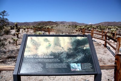 Cholla Cactus Garden