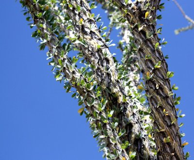 Ocotillo Patch