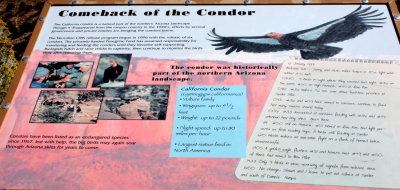 Comeback of the Condor