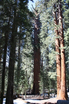 Gernal Sherman tree overlook