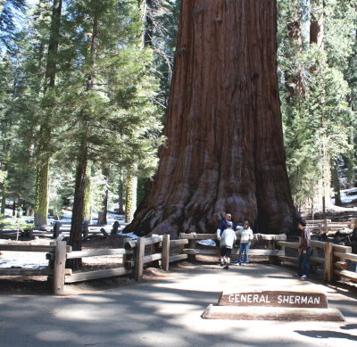 Base of General Sherman tree