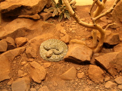  2 Rattlesnake Museum