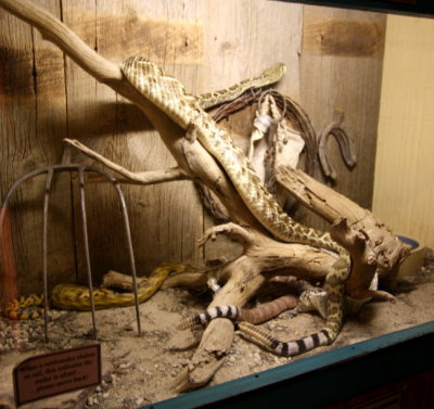 2 Rattlesnake Museum