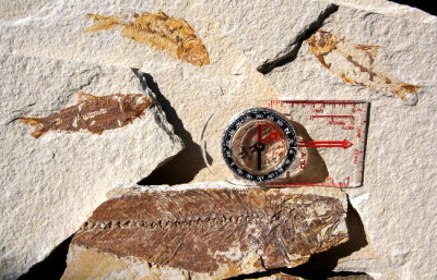 Warfield Fossil Dig 3