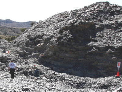 U Dig Fossil pit