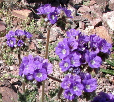 Close up of flowers
