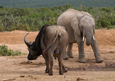 Squaring Off