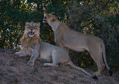 Lions