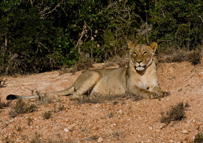 Lion