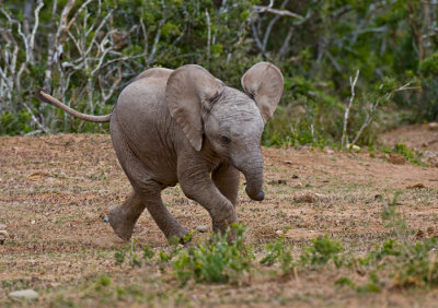 Addo Elephant National Park