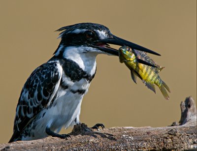 Pied Kingfisher with Fish