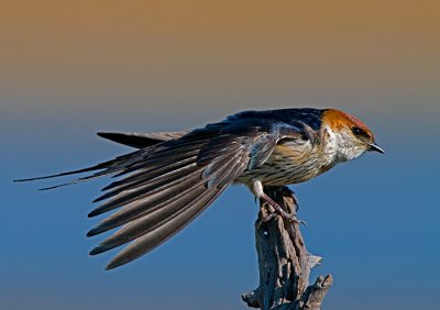 Striped Swallow