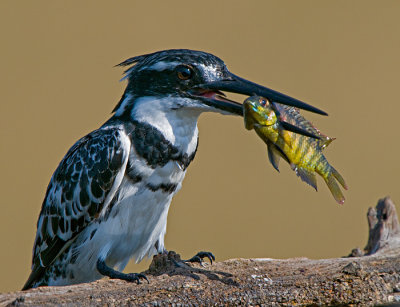 Pied Kingfisher and Fish