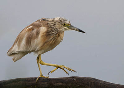 Squacca Heron