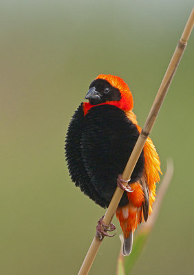 Red Bishop