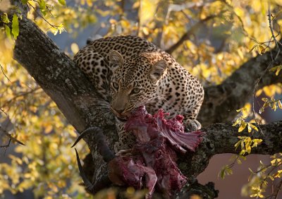 Leopard Mother With Prey