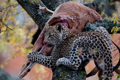 Leopard Cub With Prey