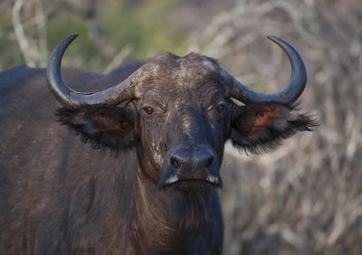 Cape Buffalo