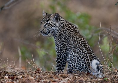 Leopard Cub