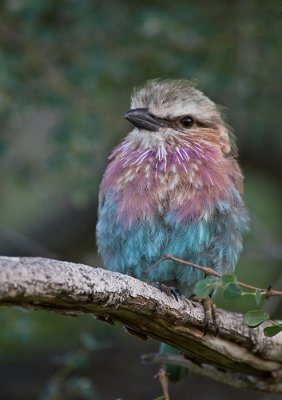 Lilacbreasted Roller