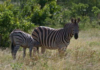 Zebra & Filly