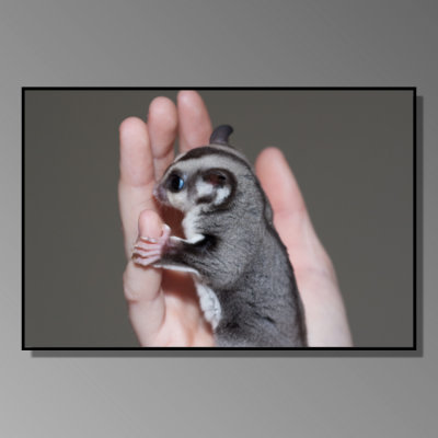 Gizzy the Sugar Glider