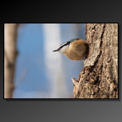 Chickadee