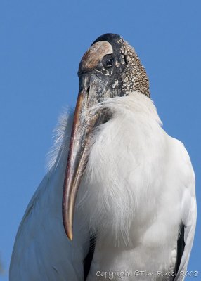40d-5007 - Wood Stork